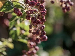Garten Eder Bepflanzung