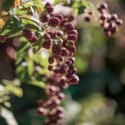 Garten Eder Bepflanzung