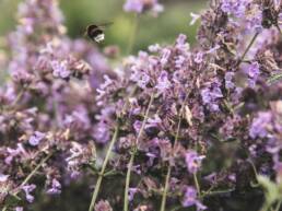 Garten Eder Bepflanzung Tirol
