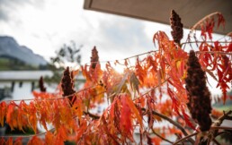 eder-gartenarchitektur-herbst-bepflanzung