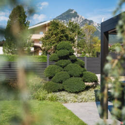 eder-gartenarchitektur-formschnittgehoelz-bonsai