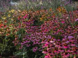 eder-gartenarchitektur-blumenwiese