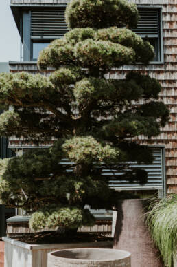 eder-gartenarchitektur-bepflanzung-bonsai