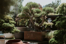 eder-gartenarchitektur-gartengestaltung-bepflanzung-3