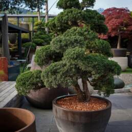 junipernus-bonsai-170x130-1