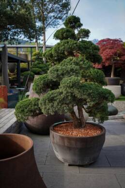 junipernus-bonsai-170x130-1