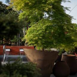 acer-palmatum-dissectum-virdis-1