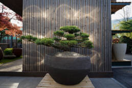pinus-pentaphylla-bonsai-1
