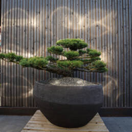 pinus-pentaphylla-bonsai-1