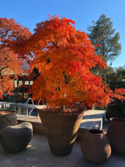 acer-palmatum-dissectum-virdis-2