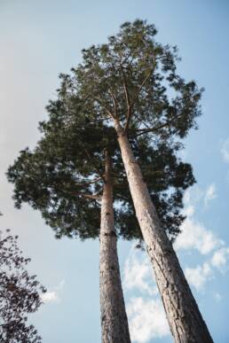 eder-gartenarchitektur-kiefer-baum-pinus-sylvestris