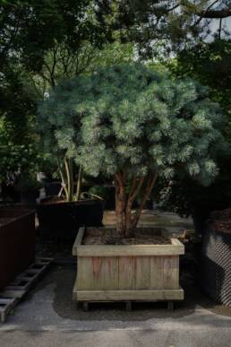 pinus-sylvestris-watereri-kugelfoehre-1