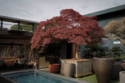 acer-palmatum-dissectum-atropurpureum-1