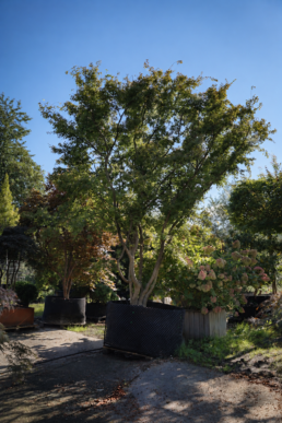 acer-palmatum-dissectum-vivai-ap150-quercia-1