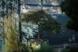 acer-palmatum-dissectum-vivai-stella-rossa-1