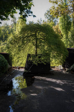 acer-palmatum-ornatum-2