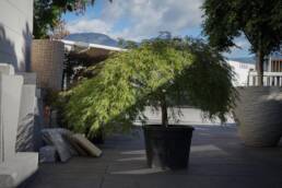 acer-palmatum-ornatum-2