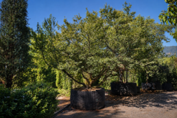 carpinus-turczaninowii-coreana-1