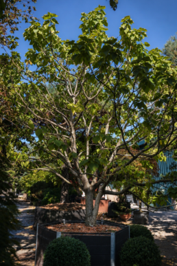 catalpa-bignonioides-aurea-1