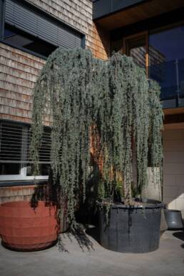 cedrus-atlantica-glauca-pendula-1