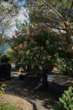 hydrangea-paniculata-kyushu-1