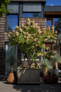 hydrangea-paniculata-limelight-1