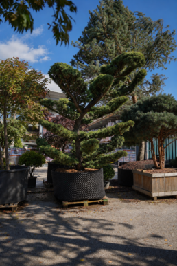 larix-kaempferi-bonai-3